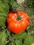 Plants of red giant beefsteak organic tomatoes