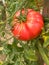 Plants of red giant beefsteak organic tomatoes