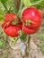 Plants of red giant beefsteak organic tomatoes