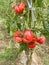 Plants of red giant beefsteak organic tomatoes