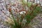 Plants and red rushes growing on the ground