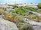 Plants on  the  rocks, Baltic sea   in Helsinki, Finland