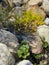 Plants and rocks in a man-made stream