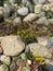 Plants and rocks in a man-made stream