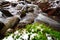 Plants, rocks, snow and river