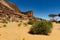 Plants in the Sahara desert. Tassili N\\\'Ajjer National Park, Algeria,