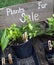 Plants For Sale