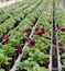 Plants for sale in the greenhouse in Holland