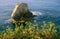 Plants on seacoast against the backdrop of cliffs