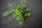 Plants shrubs of Curry leaves or Kadi patta Indian cuisine cooking dish for tempering garnishing. Adds flavour to Indian