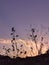 Plants Silhouette with Magical Sky Violet Sunset