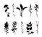 Plants silhouette set isolated on white background vector