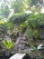 Plants and the small waterfall cute Japanese javanese