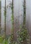 Plants sneaking through a wooden fence