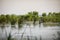 Plants specific to the wetlands reeds in the Neaslov Delta in Romania, very similar to the Danube Delta