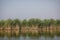 Plants specific to the wetlands reeds in the Neaslov Delta in Romania, very similar to the Danube Delta