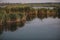 Plants specific to the wetlands reeds in the Neaslov Delta in Romania, very similar to the Danube Delta