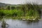 Plants specific to the wetlands reeds in the Neaslov Delta in Romania, very similar to the Danube Delta