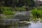 Plants specific to the wetlands reeds in the Neaslov Delta in Romania, very similar to the Danube Delta