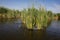 Plants specific to the wetlands reeds in the Neaslov Delta in Romania, very similar to the Danube Delta