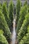 Plants store outdoor. Environmental cleansing through the cultivation of evergreen conifers. Ornamental shrubs and trees