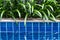 Plants by the swimming pool and there reflections in the water.Swimming pool surrounded of palm trees in the yard of villa.