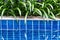 Plants by the swimming pool and there reflections in the water.Swimming pool surrounded of palm trees in the yard of villa.