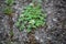 Plants on a tarred road.