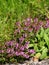 Plants of thyme beside the road