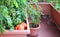 Plants of tomatoes in the garden urban of a little apartment