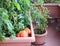 Plants of tomatoes in the garden urban of a little apartment