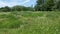 Plants And Tree.  Field And Budding Wild Flowers