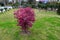 Plants, trees and flowers adorning the city