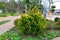 Plants, trees and flowers adorning the city