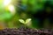 Plants or trees with green leaves growing on the ground and green nature backdrop blurred with the concept of reforestation.