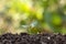 Plants or trees with green leaves growing on the ground and green nature backdrop blurred with the concept of reforestation