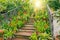 Plants of tropical raw bromeliad forest on display on an ancient staircase in a greenhouse garden