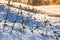 Plants under snow