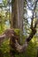 Plants of the Valdivian temperate rainforests in southern Chile Chilean Patagonia