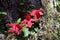 Plants of the Valdivian temperate rainforests in southern Chile Chilean Patagonia