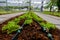 Plants and vegetable in organics hydroponics farm