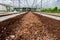 Plants and vegetable in organics hydroponics farm