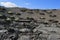 Plants on volcanic hill at Timanfaya National Park, Lanzarote Is