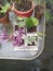 Plants wandering Jew, succulents, cactus