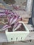 Plants wandering Jew, succulents, cactus