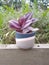 Plants wandering Jew, succulents, cactus