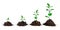 Plants on white background