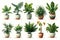 Plants in white ceramic pot: ficus lyrata, Sansevieria, pachira, zz zamioculcas zamiifolia