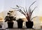 Plants on a window sill in a dark room. A beam of sunlight shine through branches of euphorbia. Not enough light for house plants.