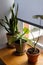 Plants on window sill. Snake plant, aloe and monstera green plants in clay rustic pots on wooden windowsill on background of grey